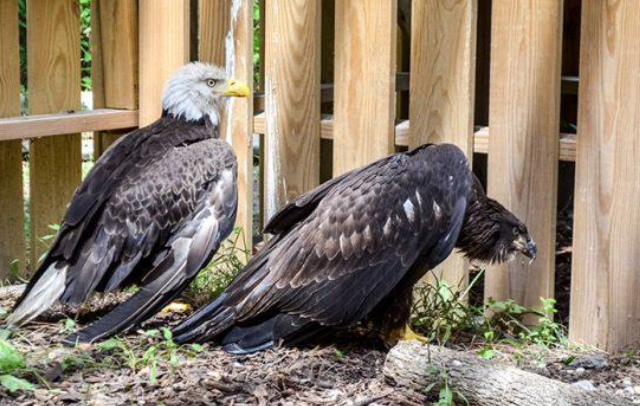 eagles1